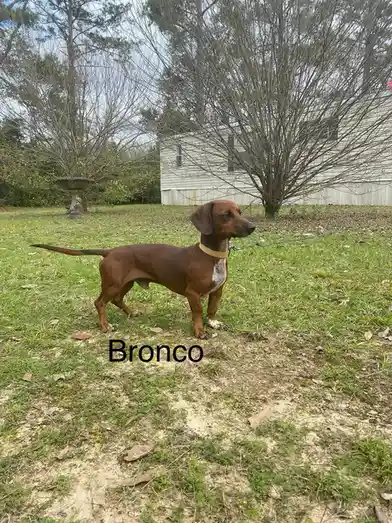 Meet Bronco: the spirited companion