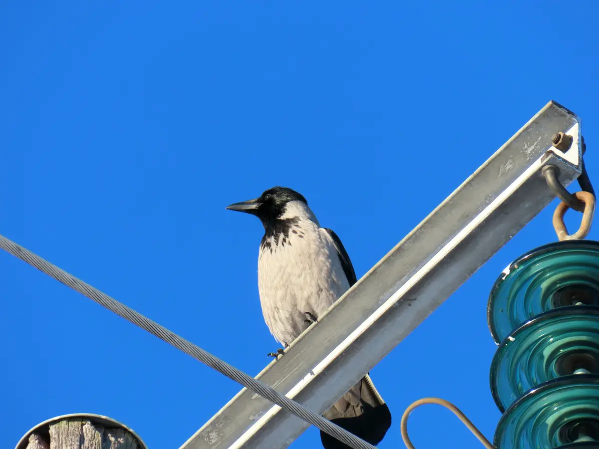 A black-and-white bird, likely a crow or magpie, perches calmly on a metal utility pole against a clear blue sky. The pole…