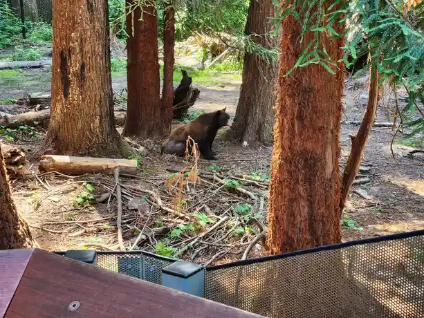A dark brown bear sits calmly among tall trees and fallen branches in a wooded enclosure, viewed from behind a mesh fence…