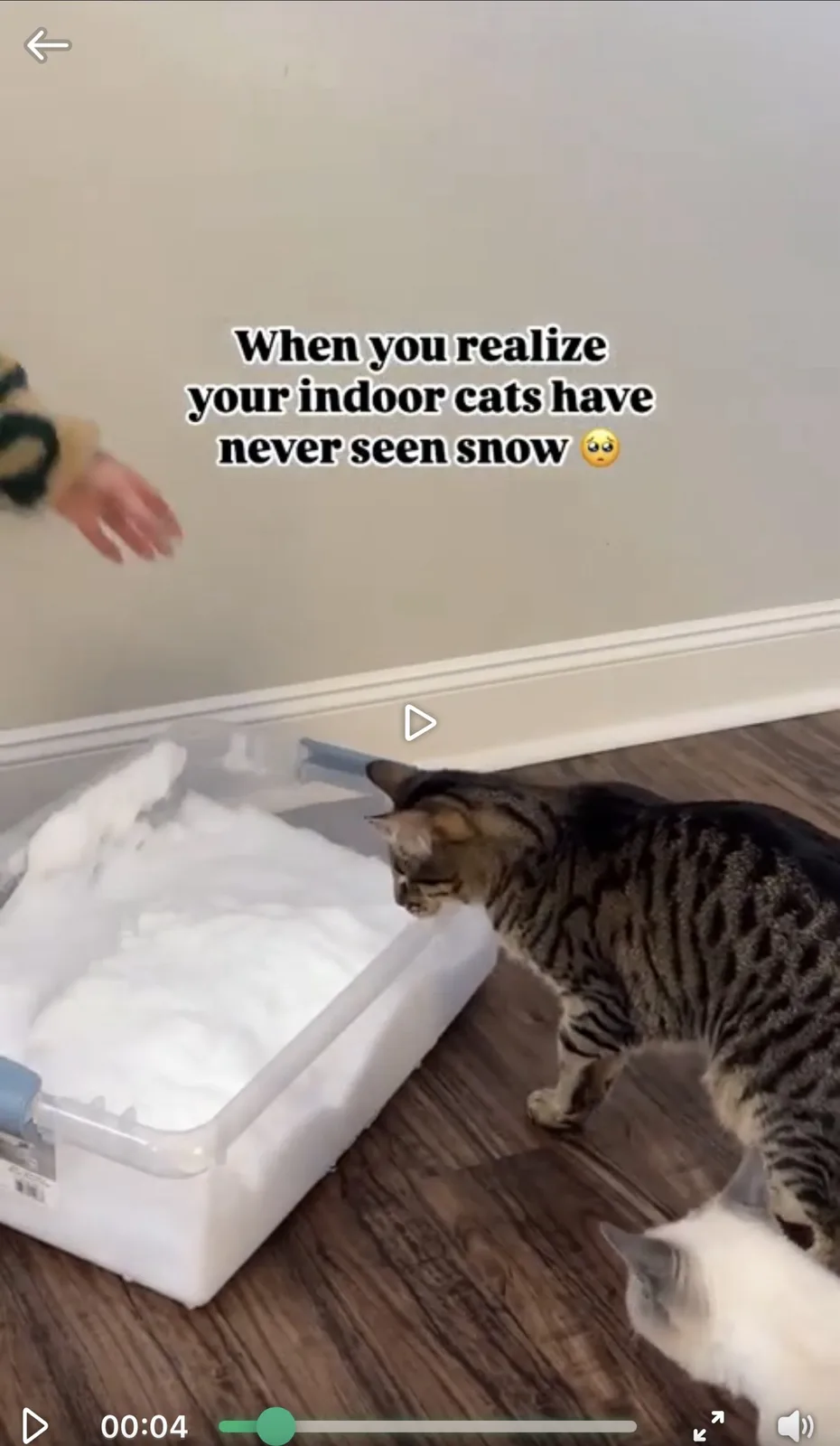 A tabby cat and a white cat cautiously approach a clear plastic bin filled with white, fluffy snow-like material on a wooden…