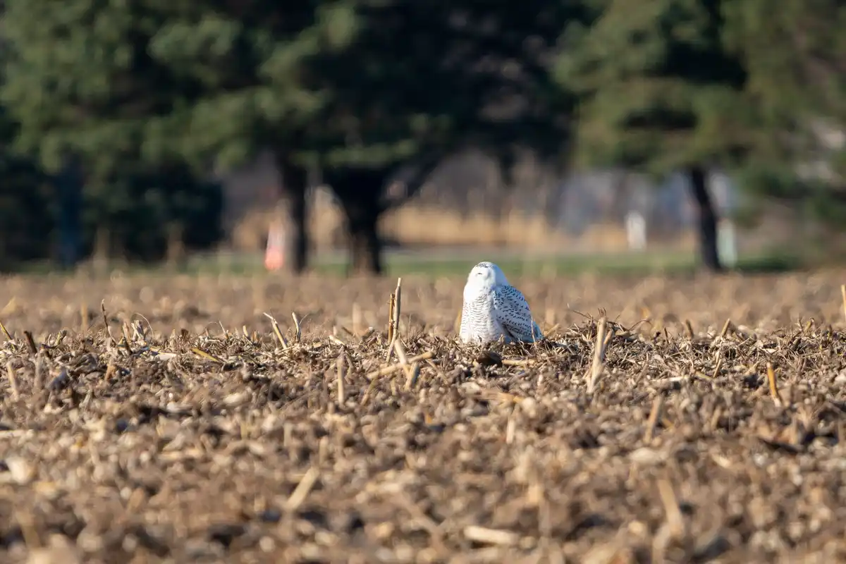 A snowy owl sits calmly in a field of dry, stubby crop residue, its white feathers speckled with dark markings, surrounded…