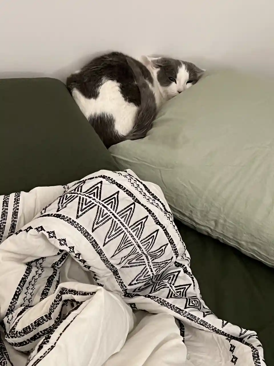 A gray and white cat is curled up sleeping on a light green pillow on a dark green couch, with a white blanket featuring…