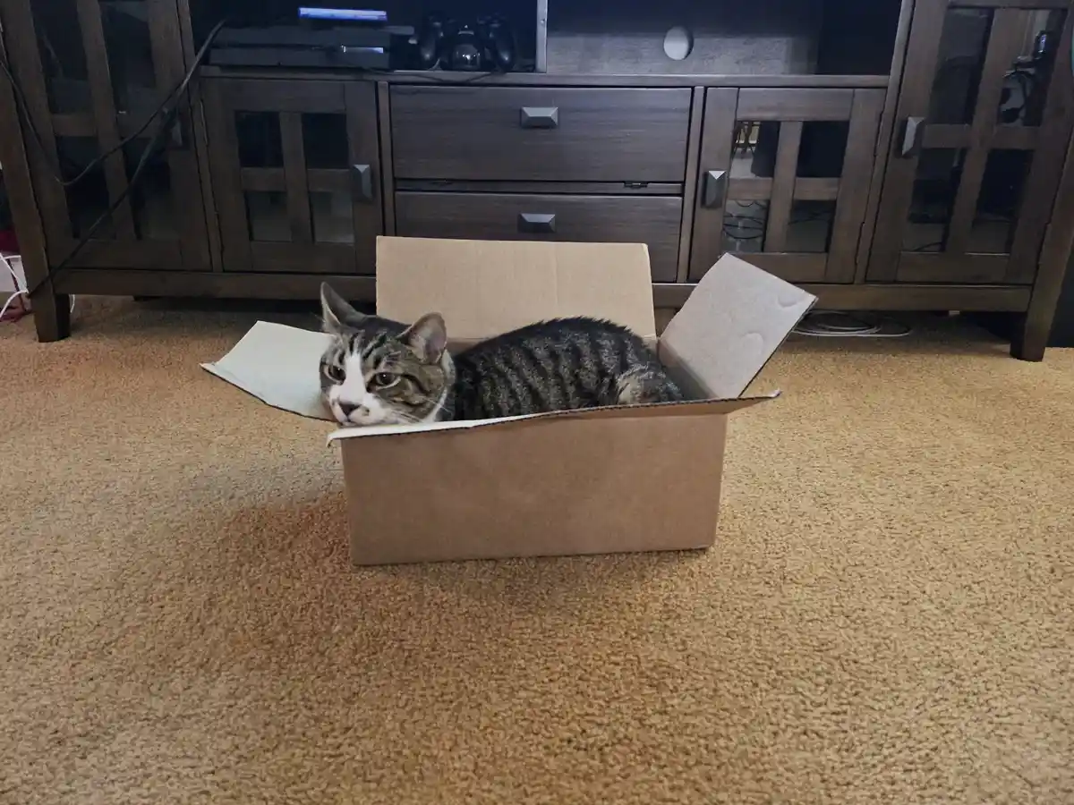 A tabby cat with a white face is lying in a plain cardboard box on a carpeted floor, looking directly at the camera with a…
