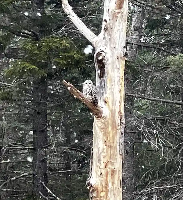 A barred owl perches on a snow-dusted branch of a bare tree in a snowy forest, looking directly at the camera. The overlaid…