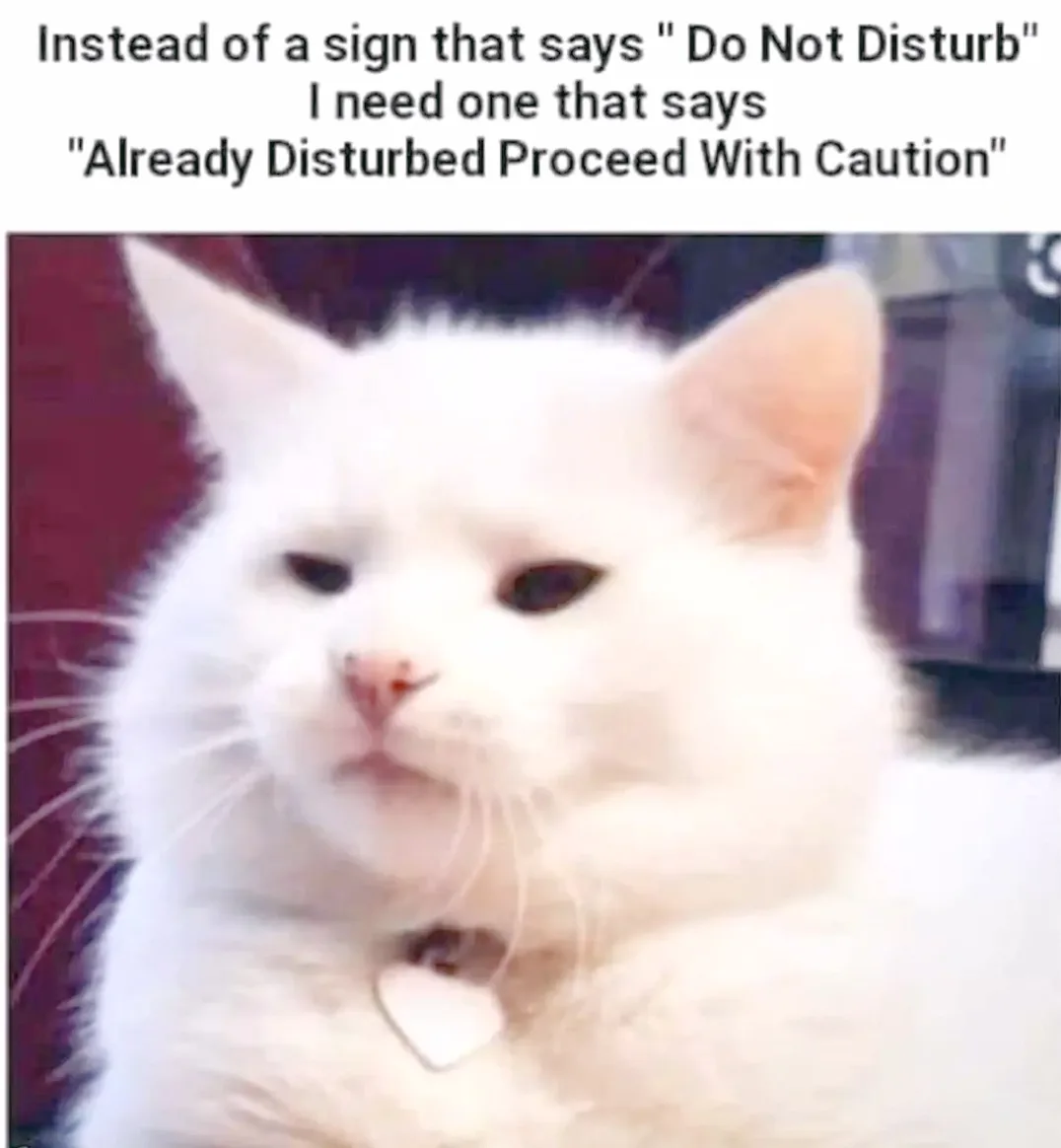 A close-up photo of a fluffy white cat with a slightly annoyed or unimpressed expression, looking directly at the camera…