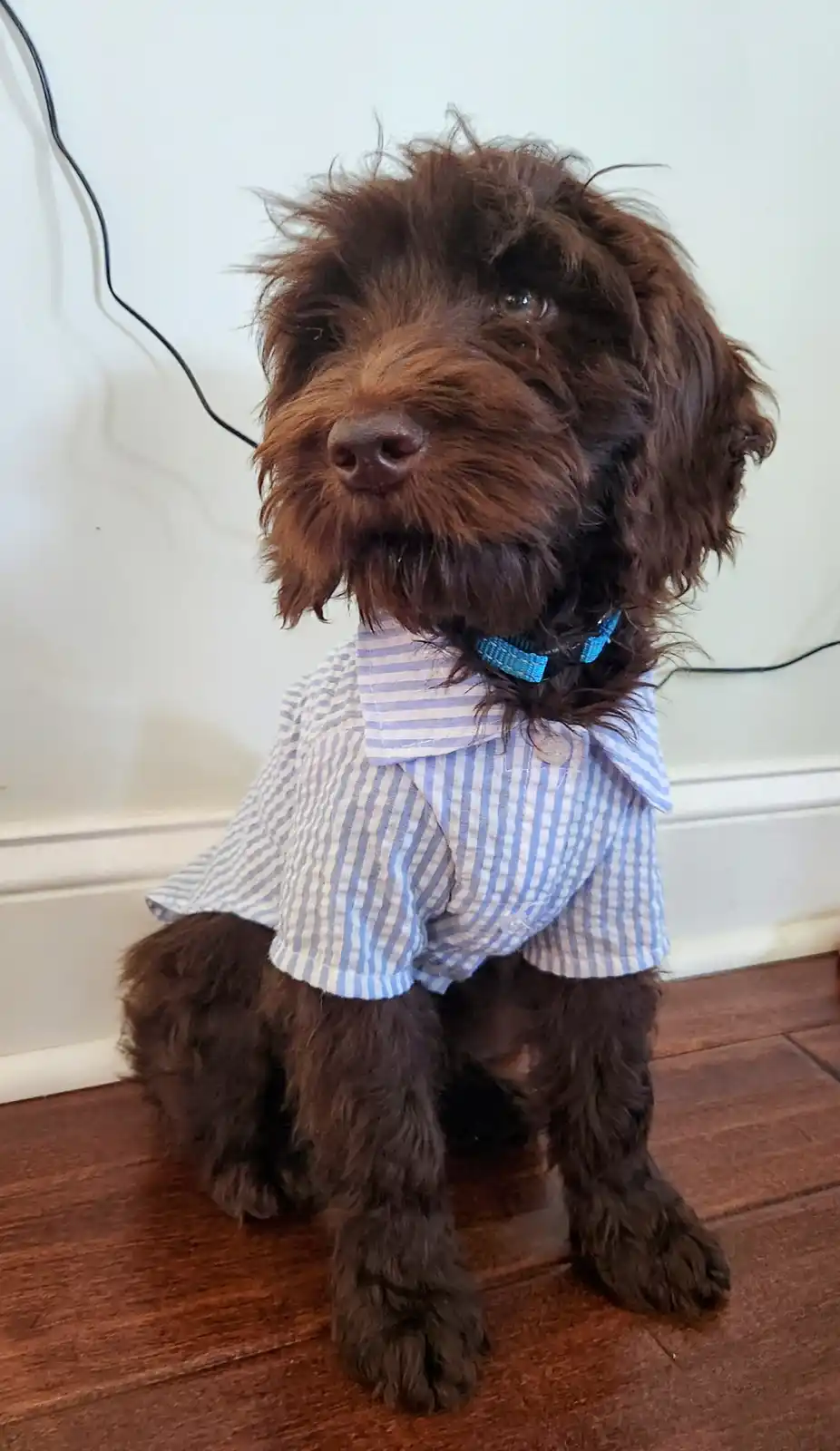 A brown, shaggy dog with a serious expression sits on a wooden floor wearing a blue and white striped human-style shirt with…