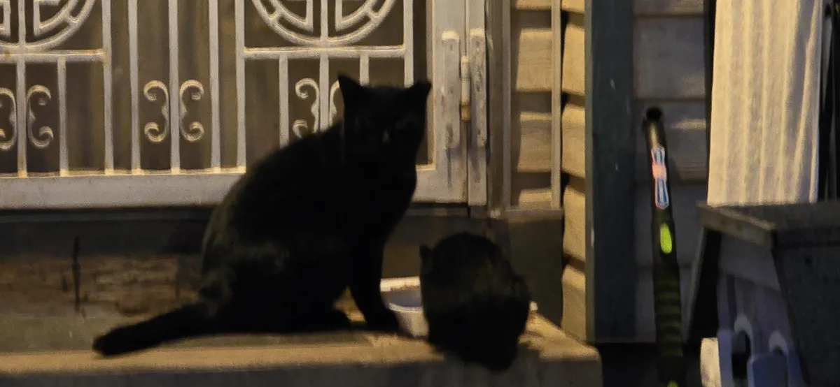 A black cat sits alertly on a porch step at night, facing forward, while a second black cat is curled up beside it…