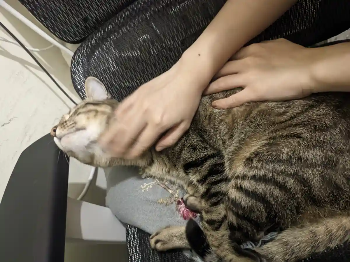 A tabby cat is lying on a person's lap on a black mesh chair, appearing blissfully content with its eyes closed as two hands…