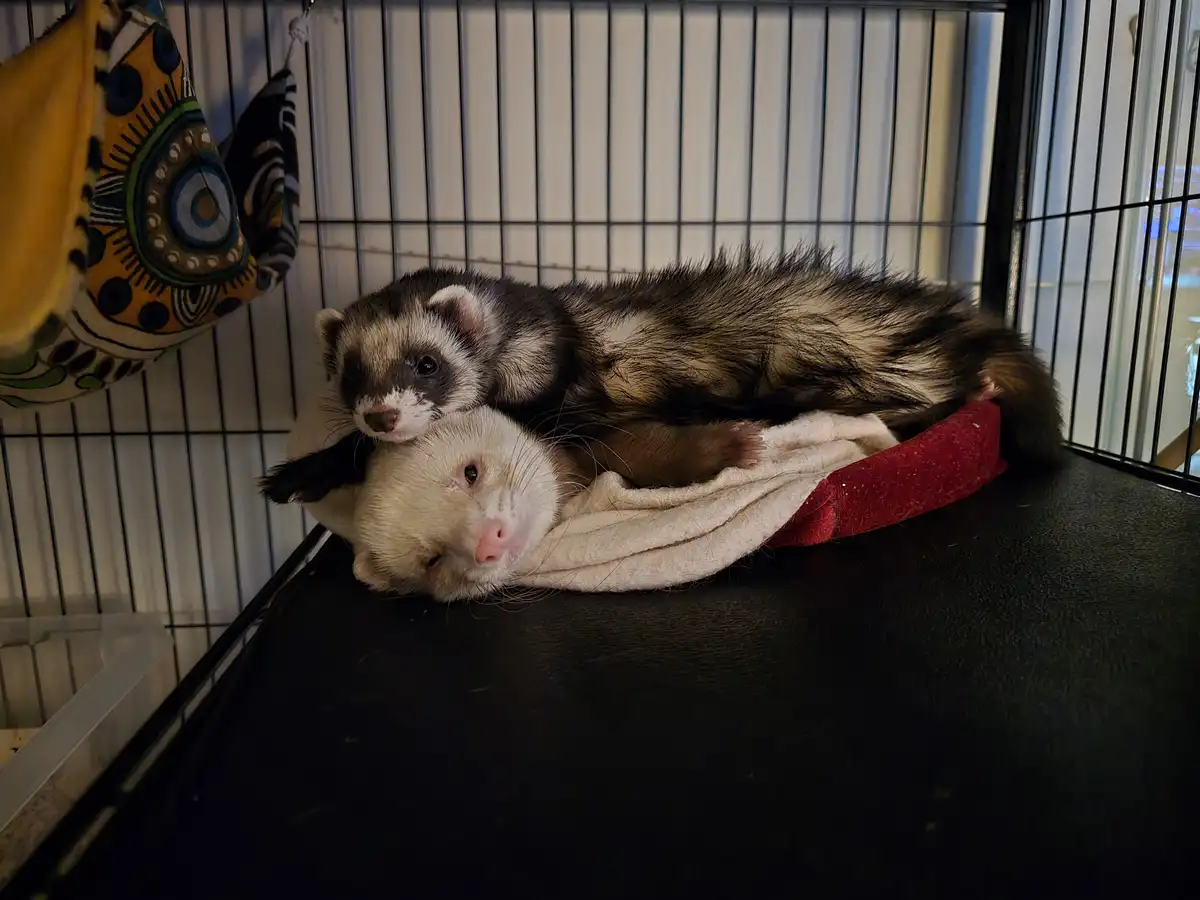 Two ferrets are cuddling inside a wire cage; one white ferret lies on its back on a blanket while a dark-furred ferret rests…