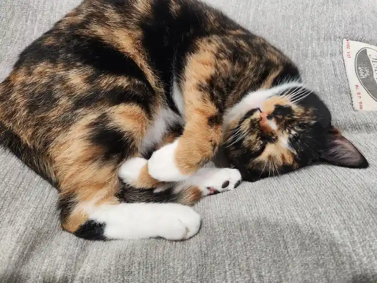 A calico cat with black, orange, and white fur is curled up and sleeping on a gray textured couch, one paw resting near its…