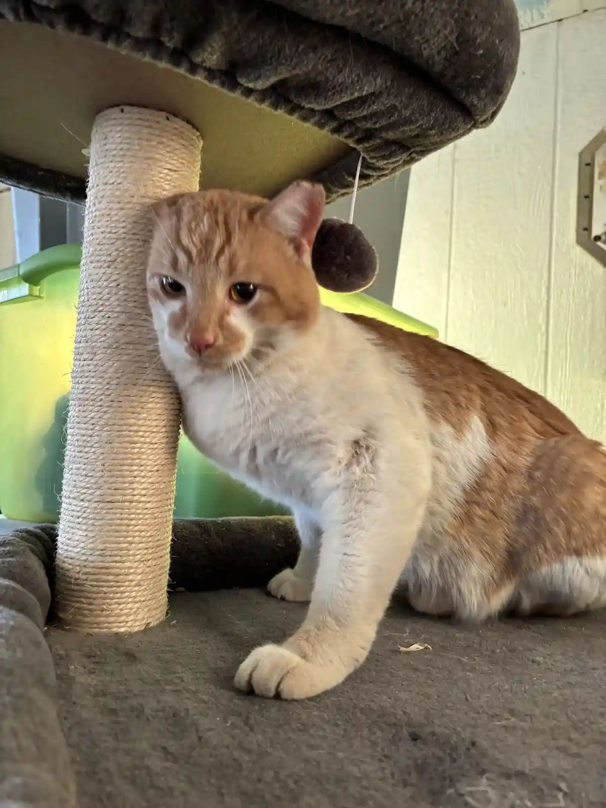 An orange and white cat sits on a grey cat tree, leaning against a sisal scratching post with a tired, unimpressed…