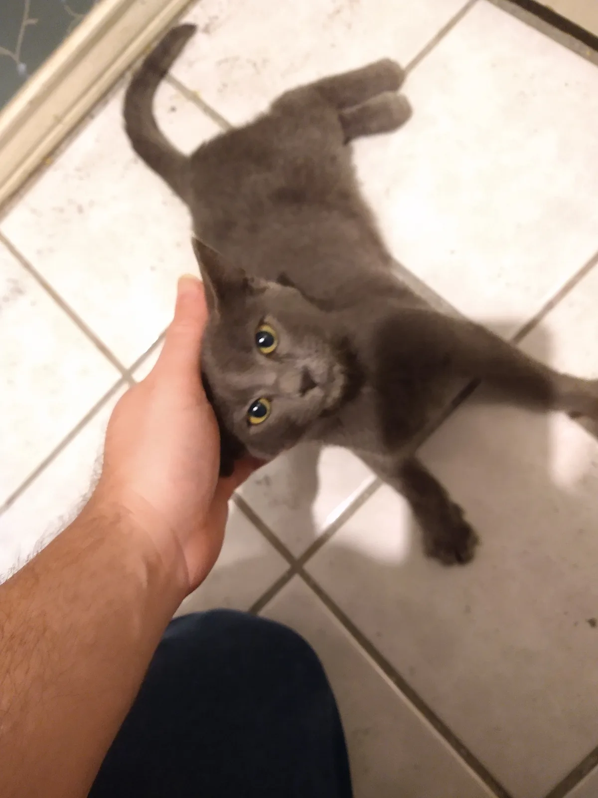 A gray cat with yellow eyes is lying on its back on a tiled floor, looking up at the camera with a surprised or confused…