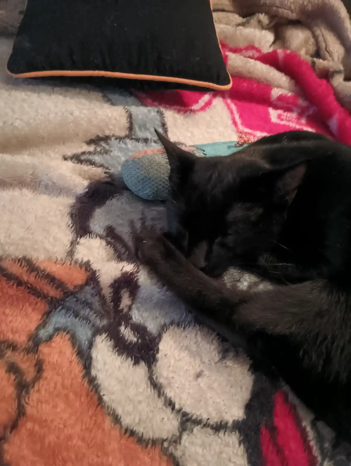 A black cat is curled up and sleeping soundly on a colorful, fluffy blanket with geometric patterns. Its front paws are…