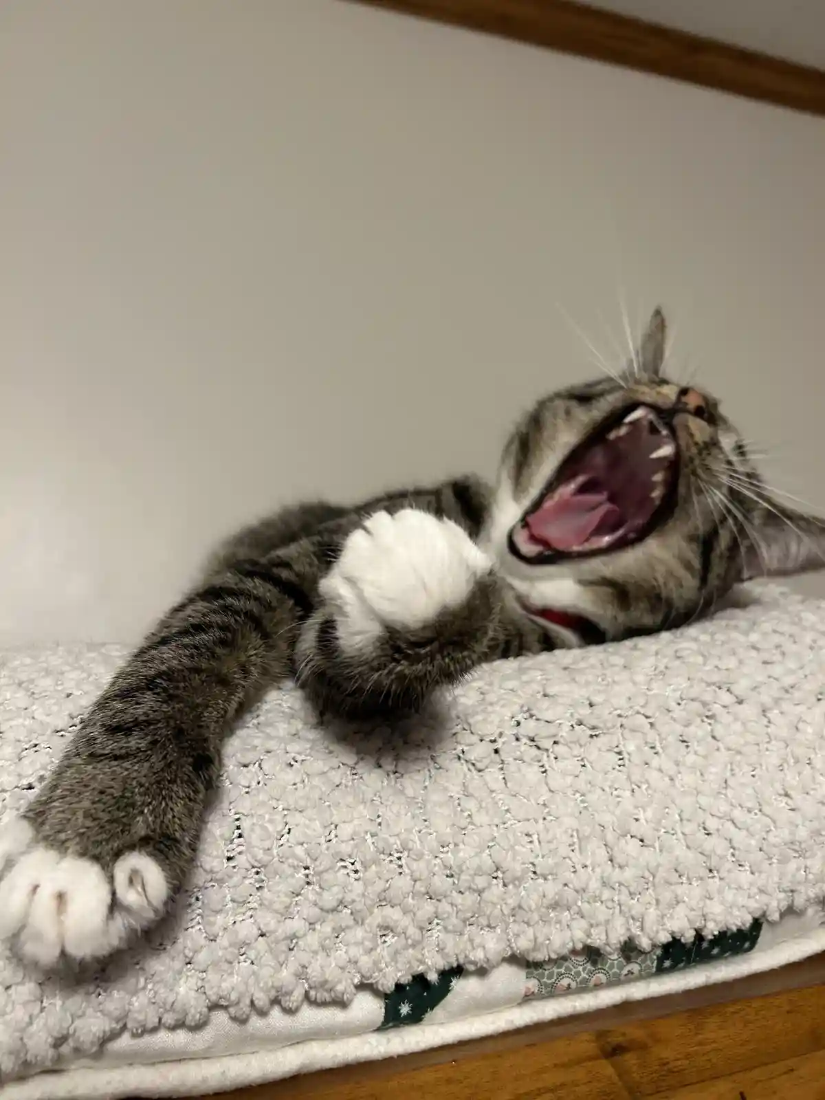 A gray tabby cat with white paws is lying on its back on a textured white blanket, yawning widely with its mouth open…