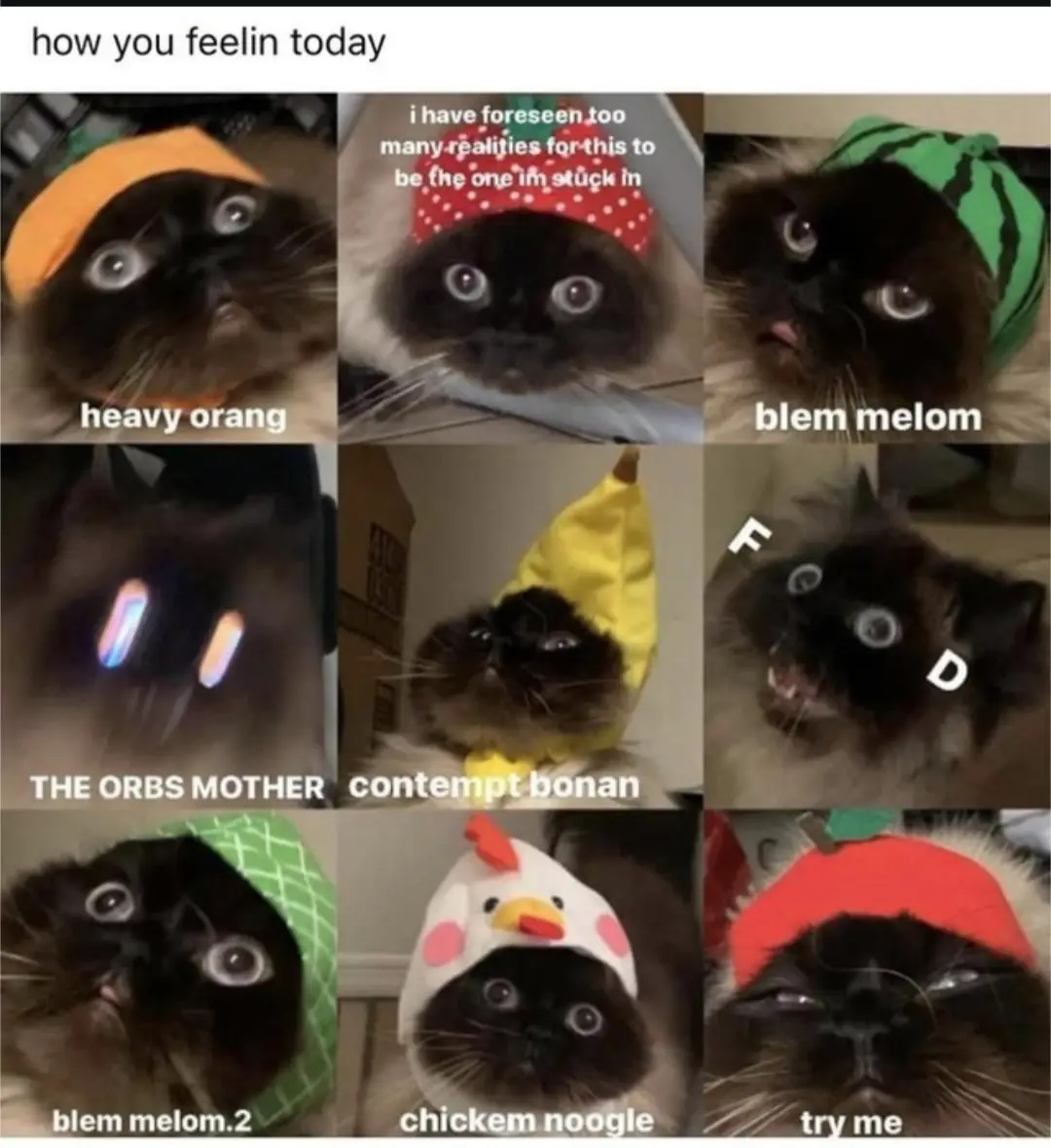 A nine-panel grid of a fluffy black-and-white cat wearing various silly hats, each panel labeled with a unique, often absurd…