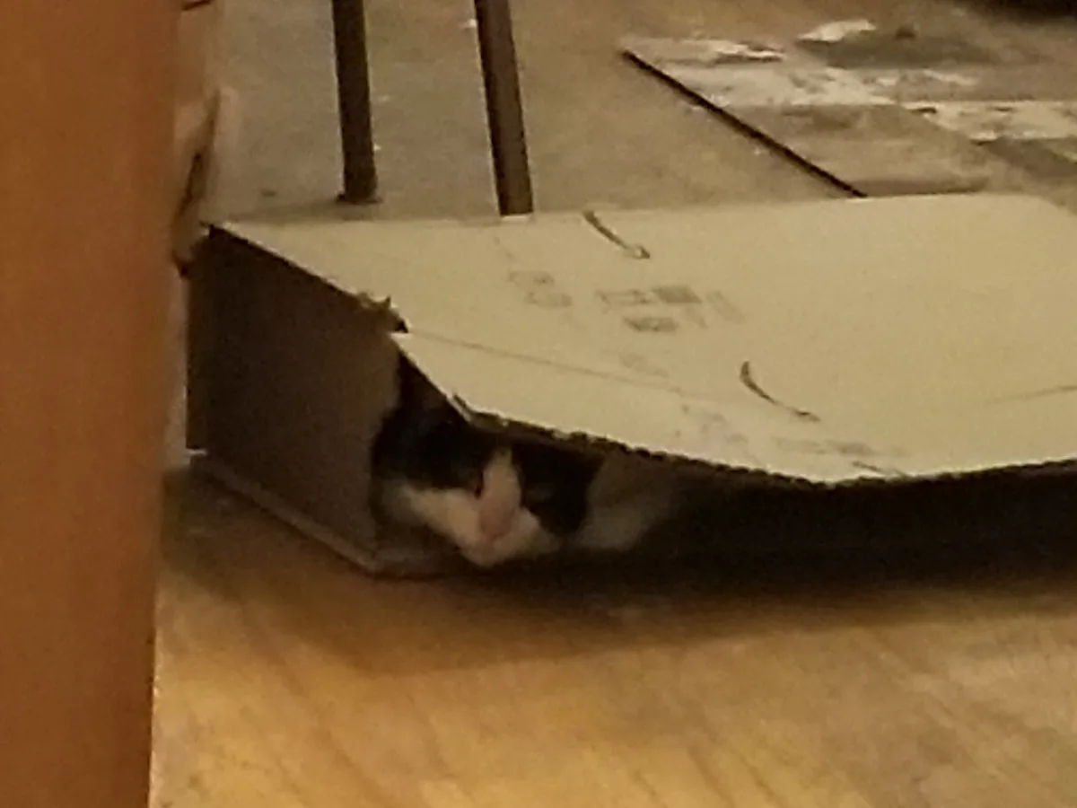 A black and white cat peeks out from under a torn cardboard box on a wooden floor, with its pink nose and eyes visible. The…