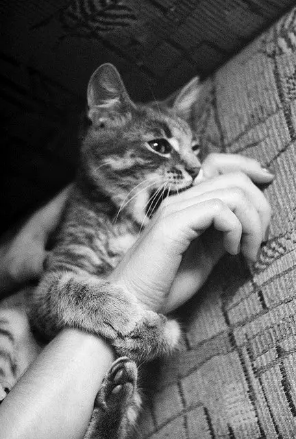 A black and white photo shows a tabby kitten with striped fur resting on a person's arm, looking away with a serious…