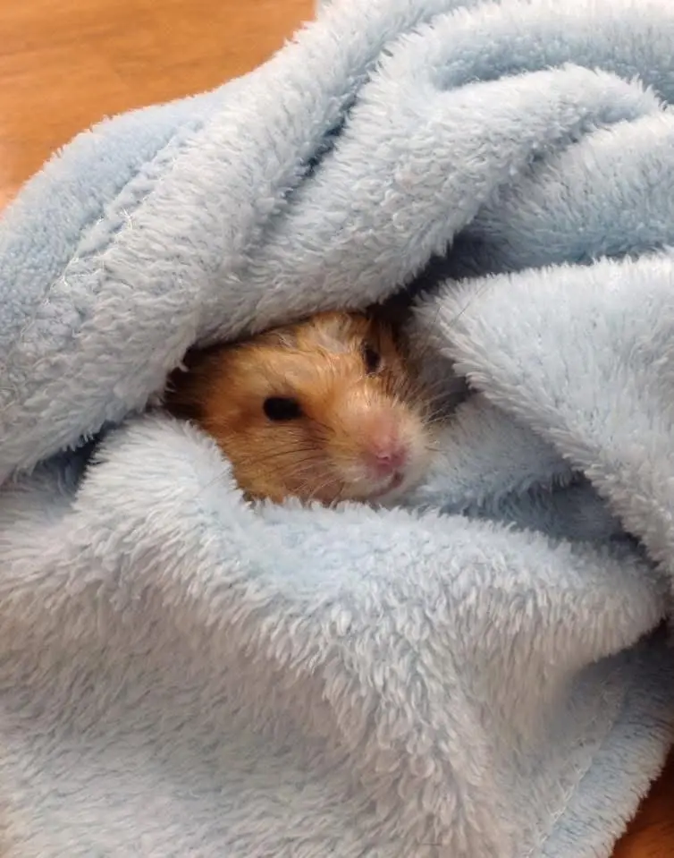 A small, orange-furred hamster peeks out from under a light blue, fluffy blanket, its face visible with dark eyes and a pink…