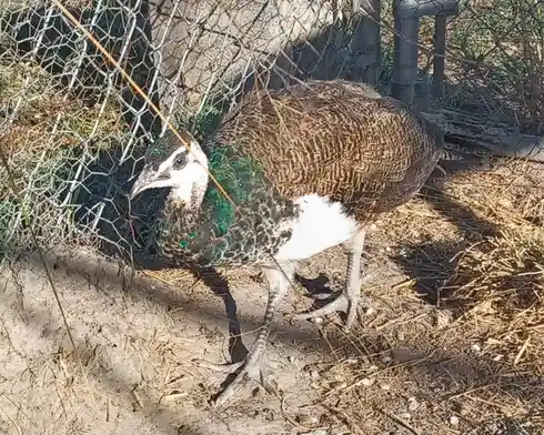 A female peacock with brown and green patterned feathers and a white chest stands on dry ground near a chain-link fence…