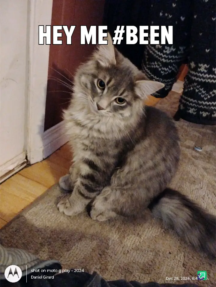 A fluffy, long-haired tabby cat sits on a beige rug indoors, looking up with a slightly confused or unimpressed expression…