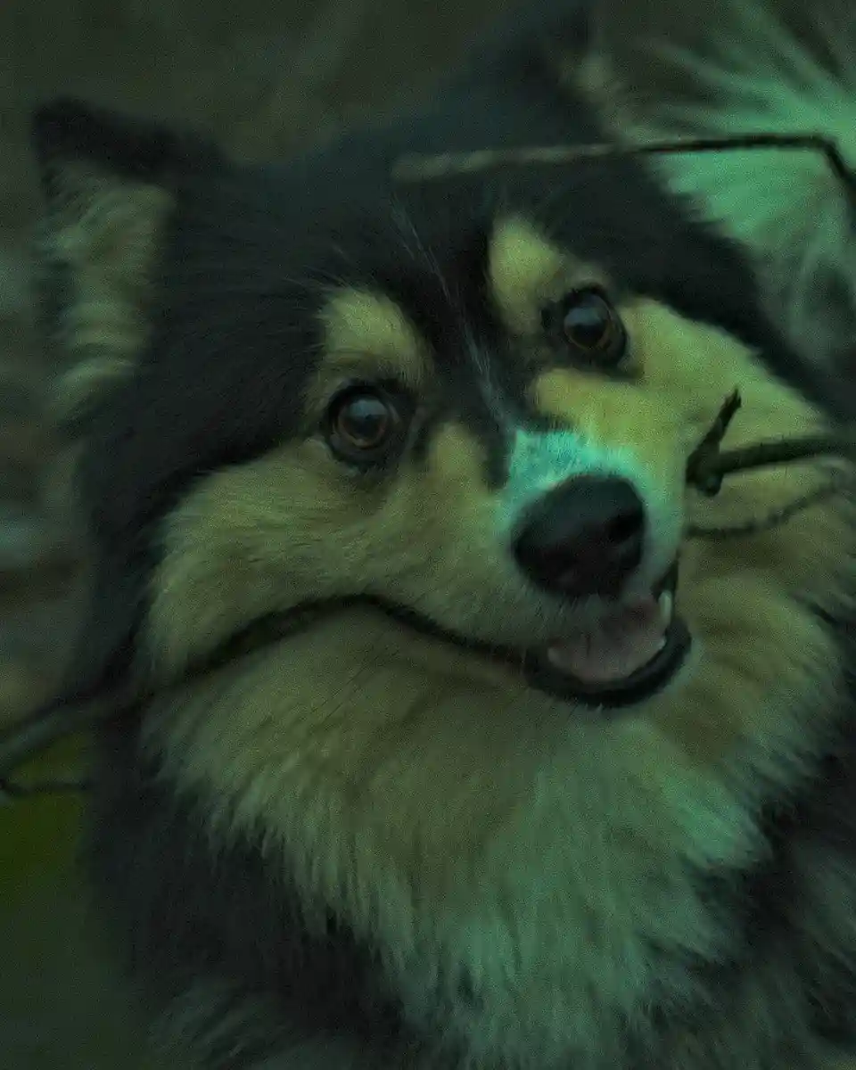 Meet Dutch the Pomsky: A Fluffy Bundle of Joy