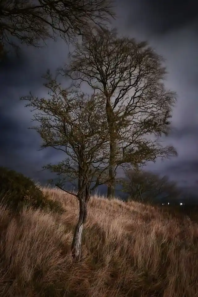 A dark, moody photograph of two leafless trees standing on a grassy hill under a cloudy night sky, with distant city lights…