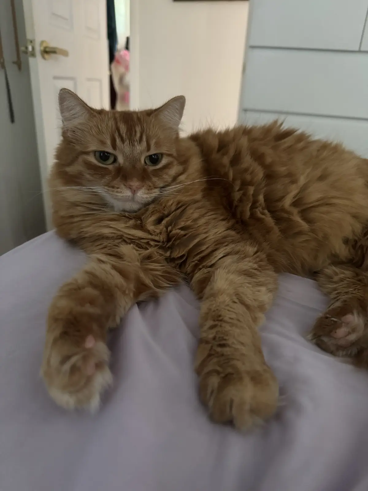 A fluffy orange tabby cat lies sprawled on a white surface, looking directly at the camera with a relaxed but slightly…
