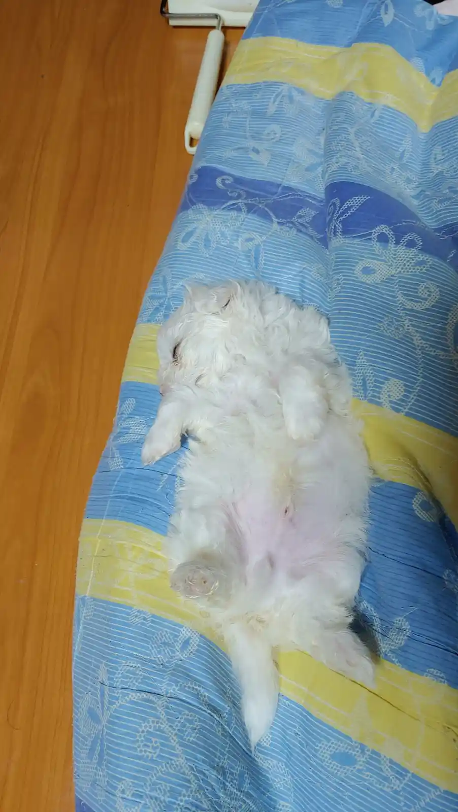 A small, fluffy white puppy is lying on its back on a blue and yellow patterned blanket, exposing its belly and paws. The…