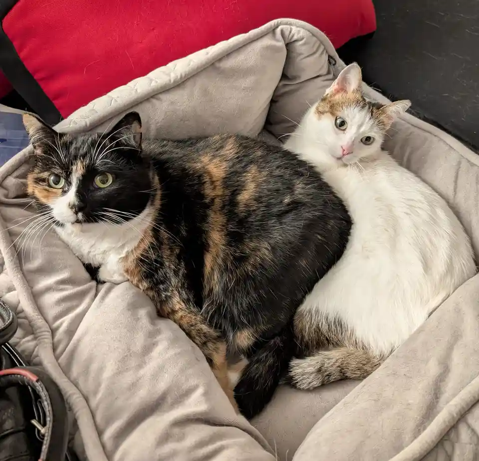 Fortuna and Taki: A Dynamic Duo