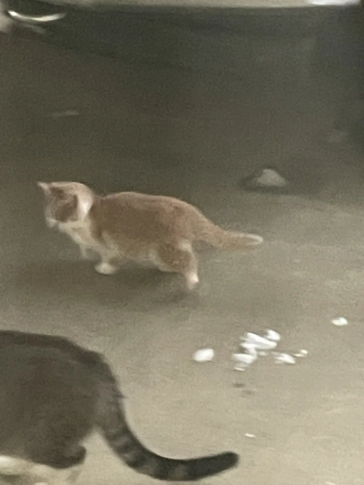 A blurry, low-resolution image shows two cats walking on a paved surface at night. One cat, mostly orange and white, is in…