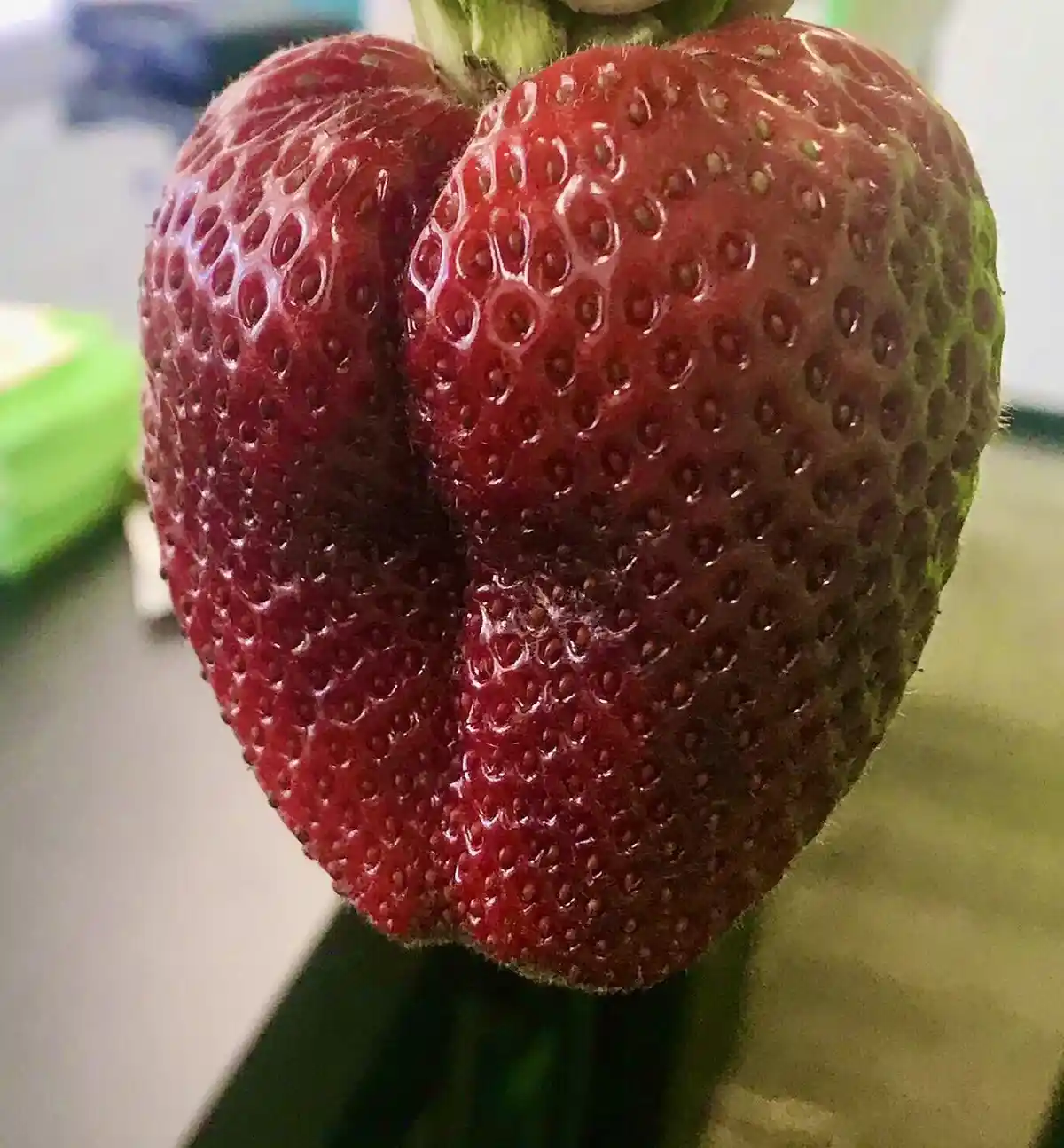 A close-up photo of a single, unusually shaped red strawberry with a distinct indentation in the center, making it resemble…