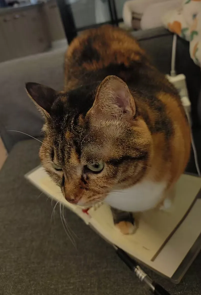a tortoiseshell cat with green eyes and a white chest is sitting on a laptop, looking down with a tired, unimpressed…