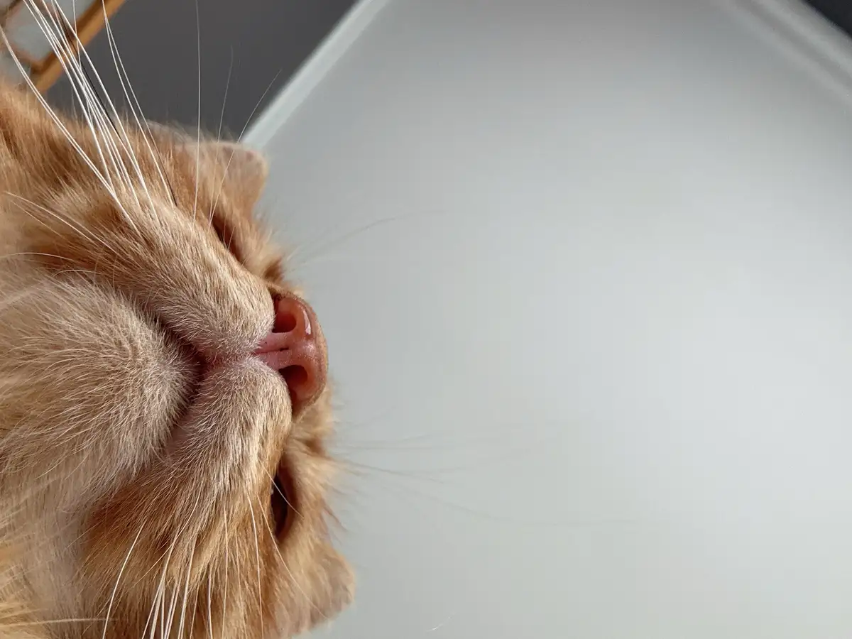 A close-up of a ginger cat's face, tilted upward with eyes closed and whiskers fanned out, conveying a look of serene…
