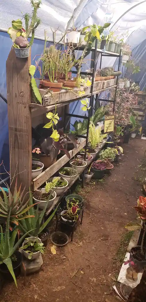A greenhouse filled with numerous potted plants on wooden and metal shelves, with a small doll's head planted in a bucket…