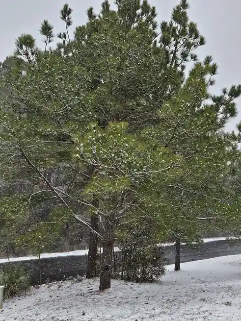 A large pine tree covered in snow with snowflakes falling, standing beside a snow-dusted road under an overcast sky. The…