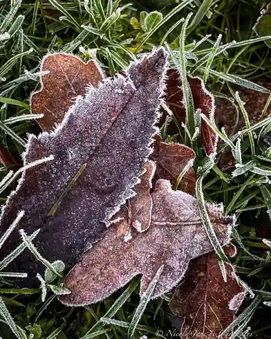 A close-up photograph shows several brown, dried oak leaves and green grass blades covered in a delicate layer of white…