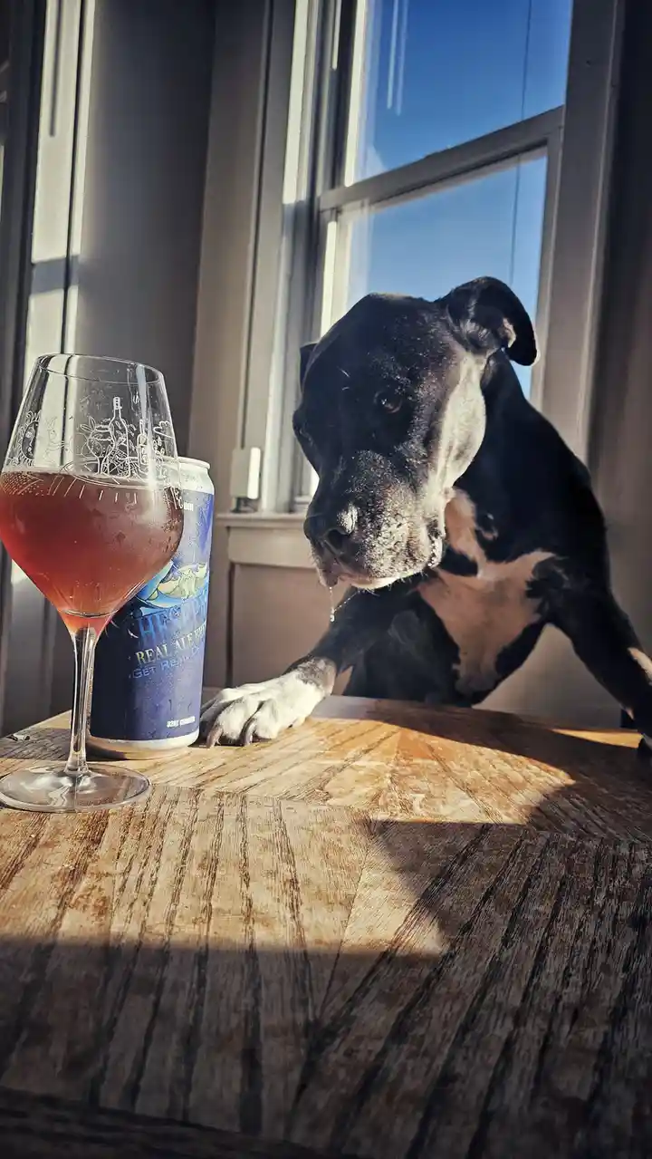 A black and white dog with a droplet of saliva hanging from its mouth sits at a wooden table next to a glass of…