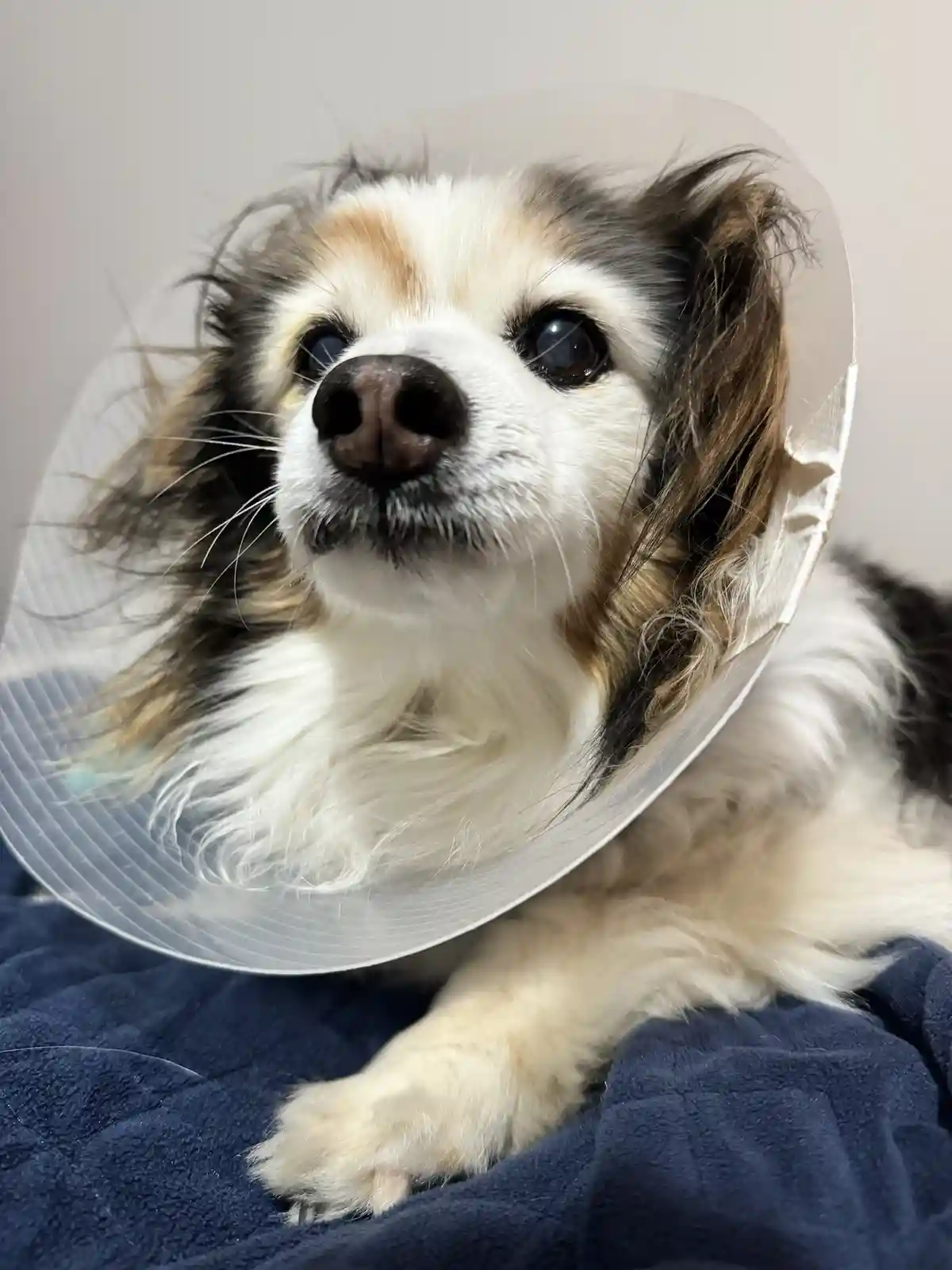 A small, fluffy dog with white, black, and tan fur wears a clear plastic cone collar and looks upward with large, expressive…