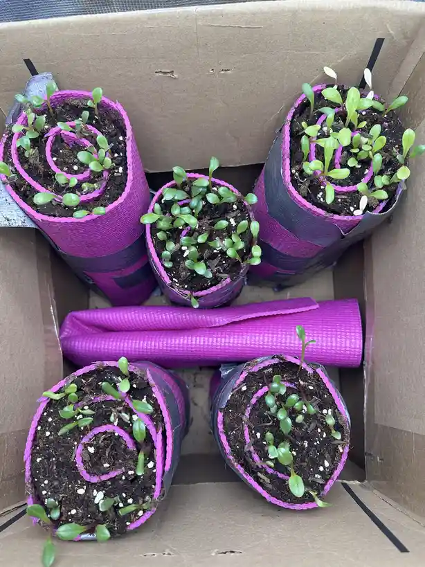 A cardboard box contains five small plants sprouting from rolled-up purple yoga mats, with one mat rolled and placed in the…
