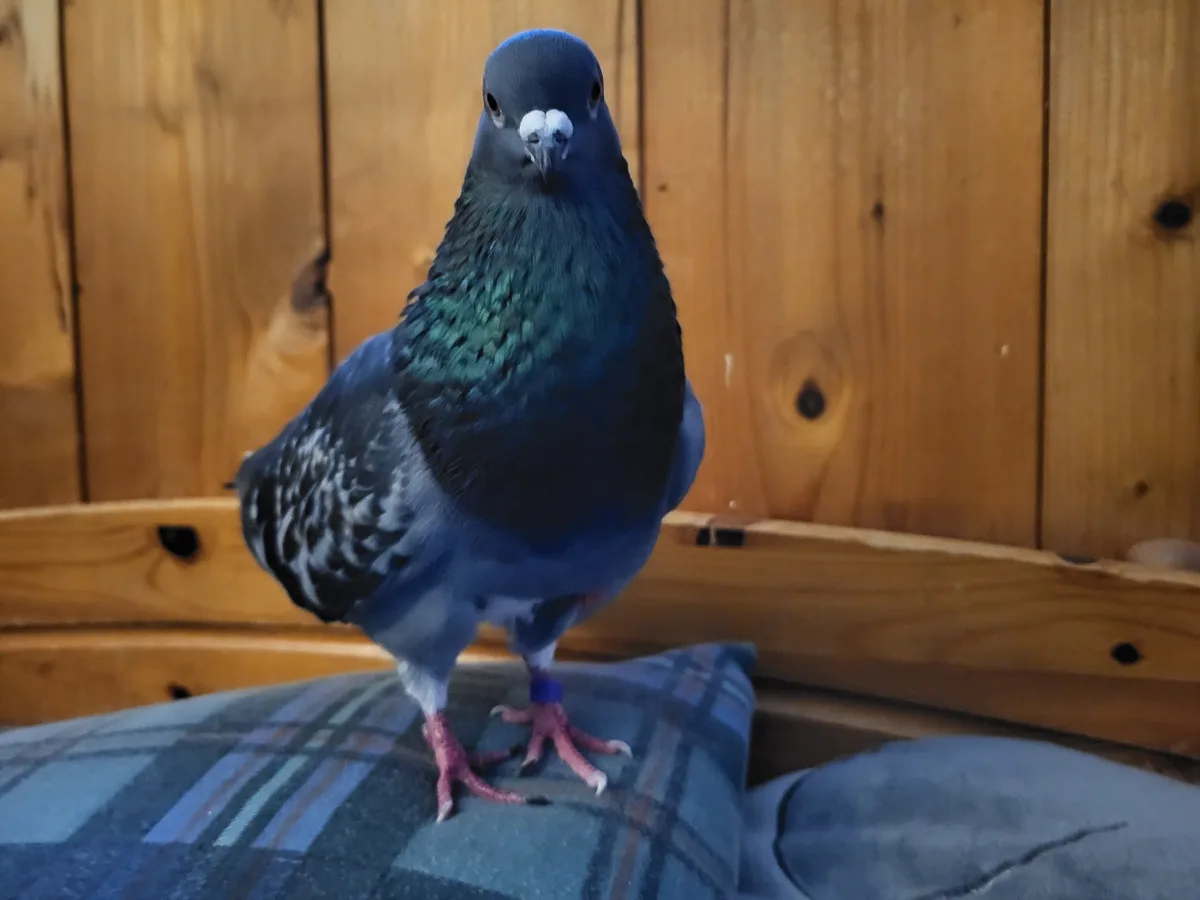 A close-up photo shows a blue-grey pigeon standing upright on a plaid pillow, looking directly at the camera with a serious…