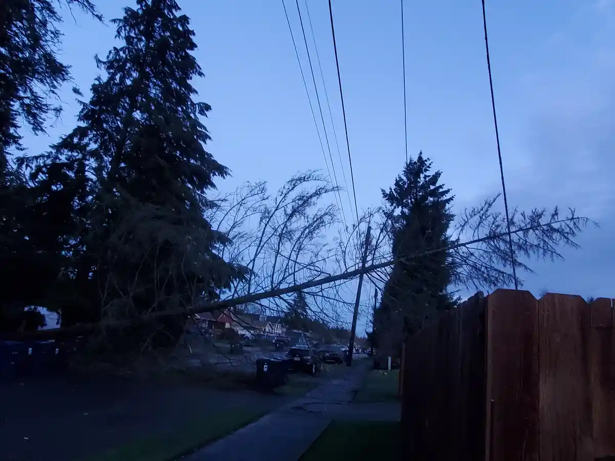A large tree has fallen across power lines in a residential neighborhood during twilight, with a wooden fence visible in the…