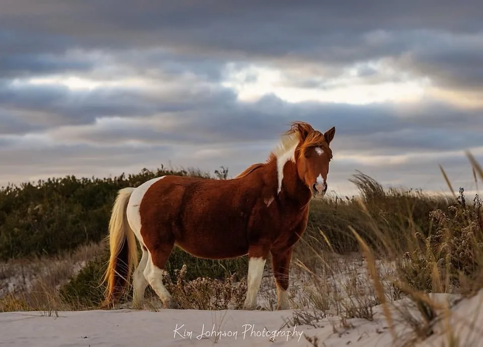 A brown and white horse stands in a sandy dune landscape with tall grasses and a cloudy sky. The horse is looking directly…