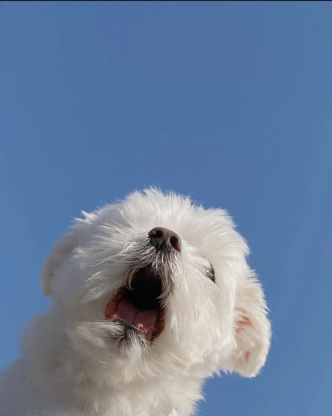 A low-angle photo shows a fluffy white dog with its mouth wide open against a clear blue sky, appearing to howl or yawn. The…