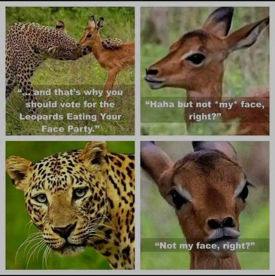 A four-panel meme featuring a leopard and a young antelope. Top left: Leopard nuzzles antelope with text: "... and that's…