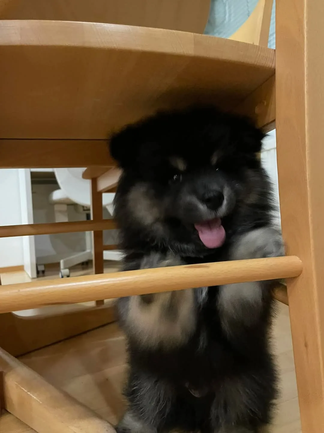 A fluffy black and gray puppy with its tongue out is peeking up from under a wooden chair, looking directly at the camera…