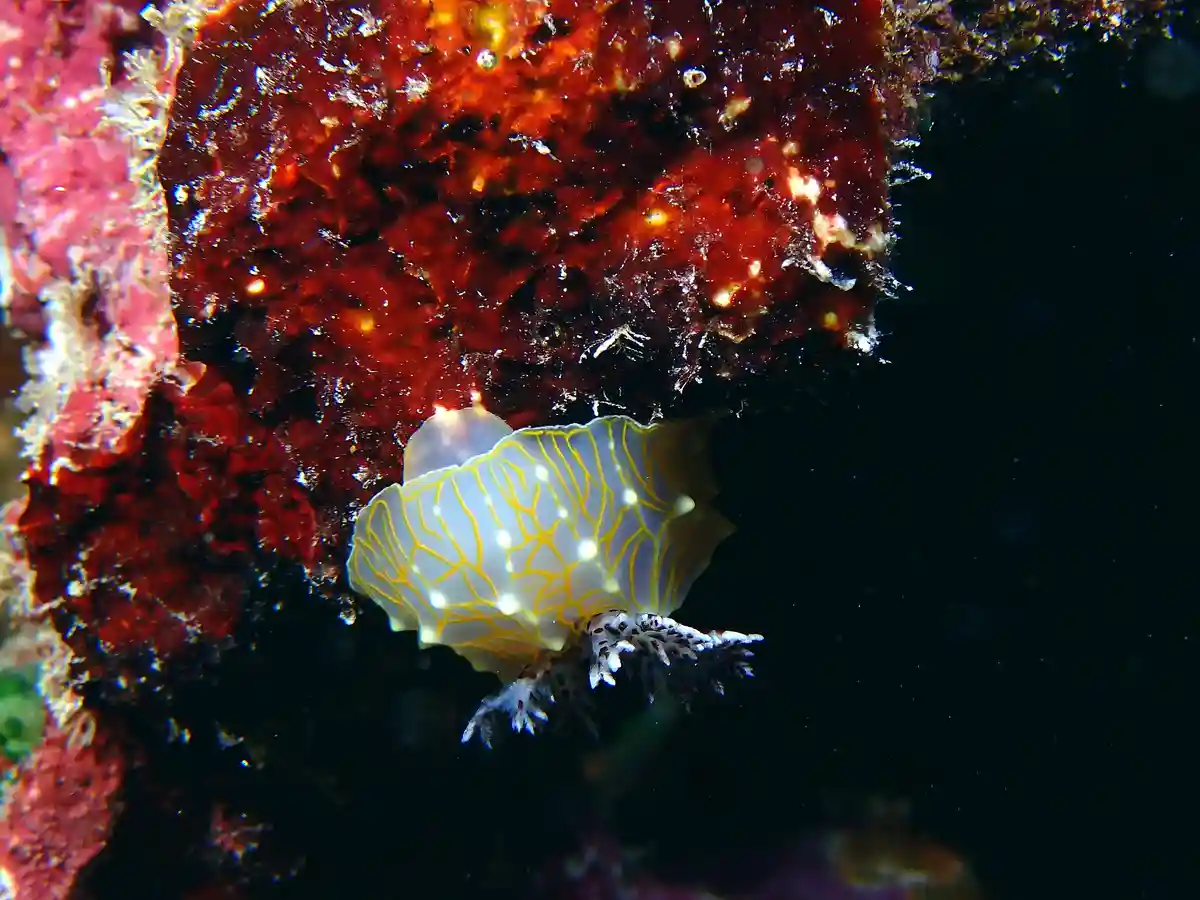 A translucent white sea slug with yellow vein-like patterns and white spots crawls on a dark, textured red-orange coral…