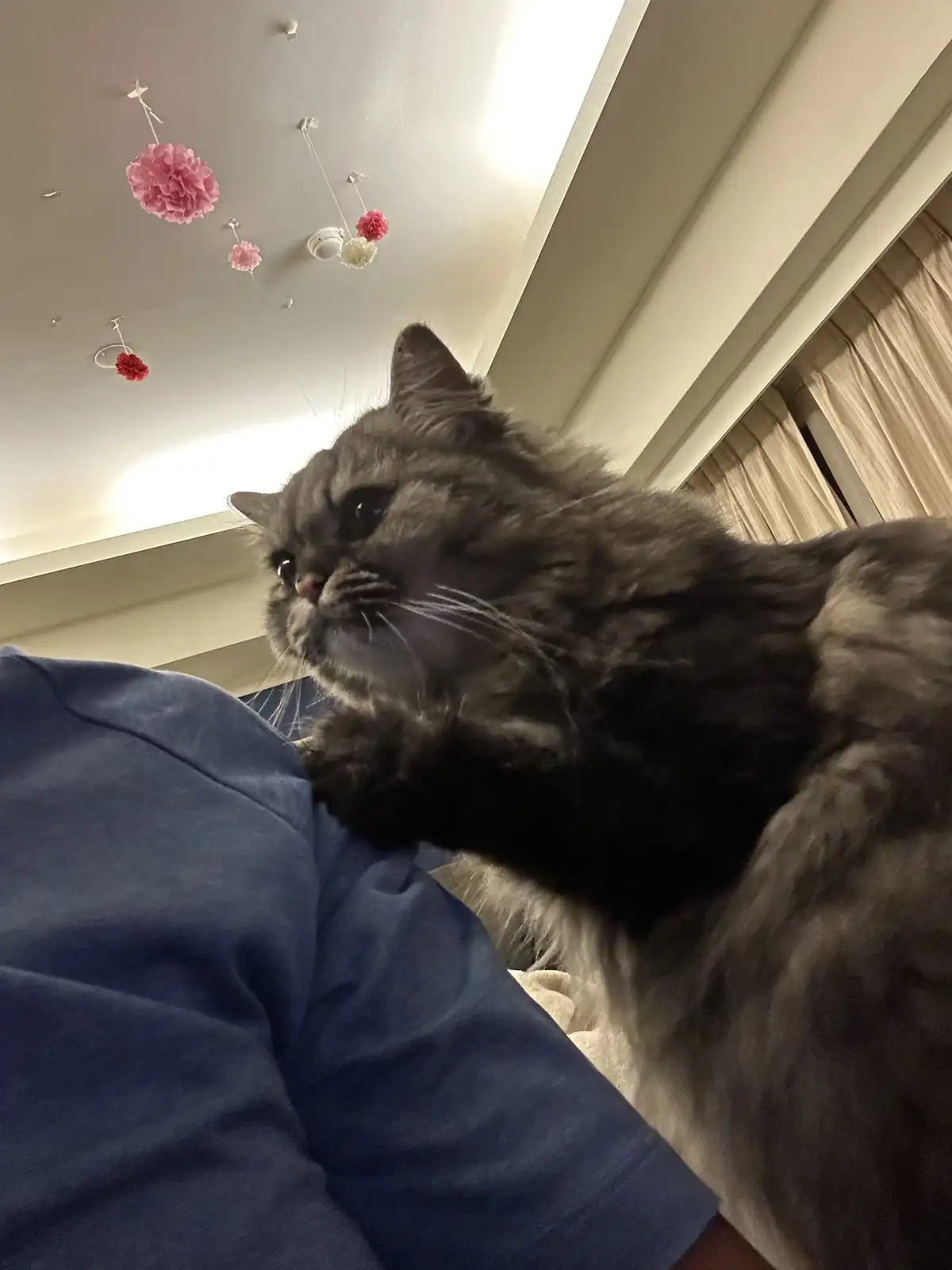 A fluffy gray cat with a long, dense coat is lying on a person's blue sleeve, looking upward with a bored or unimpressed…