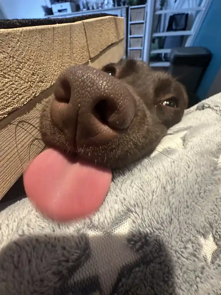 A close-up photo of a brown dog's face, with its tongue lolling out and eyes looking up, resting on a grey fluffy blanket…