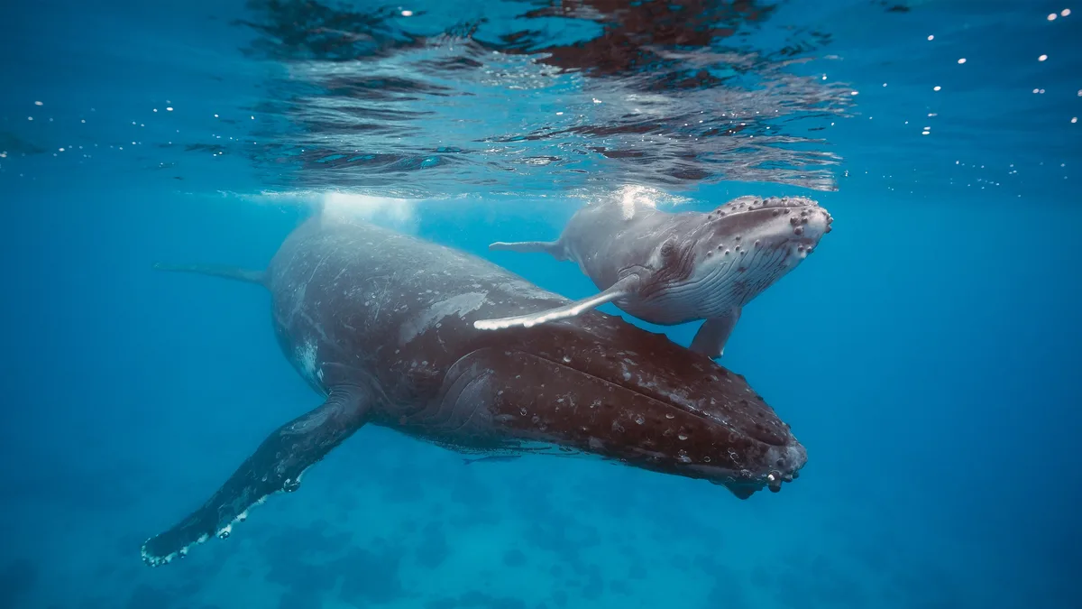 An underwater photo shows a large humpback whale and a smaller calf swimming together near the surface in clear blue water…