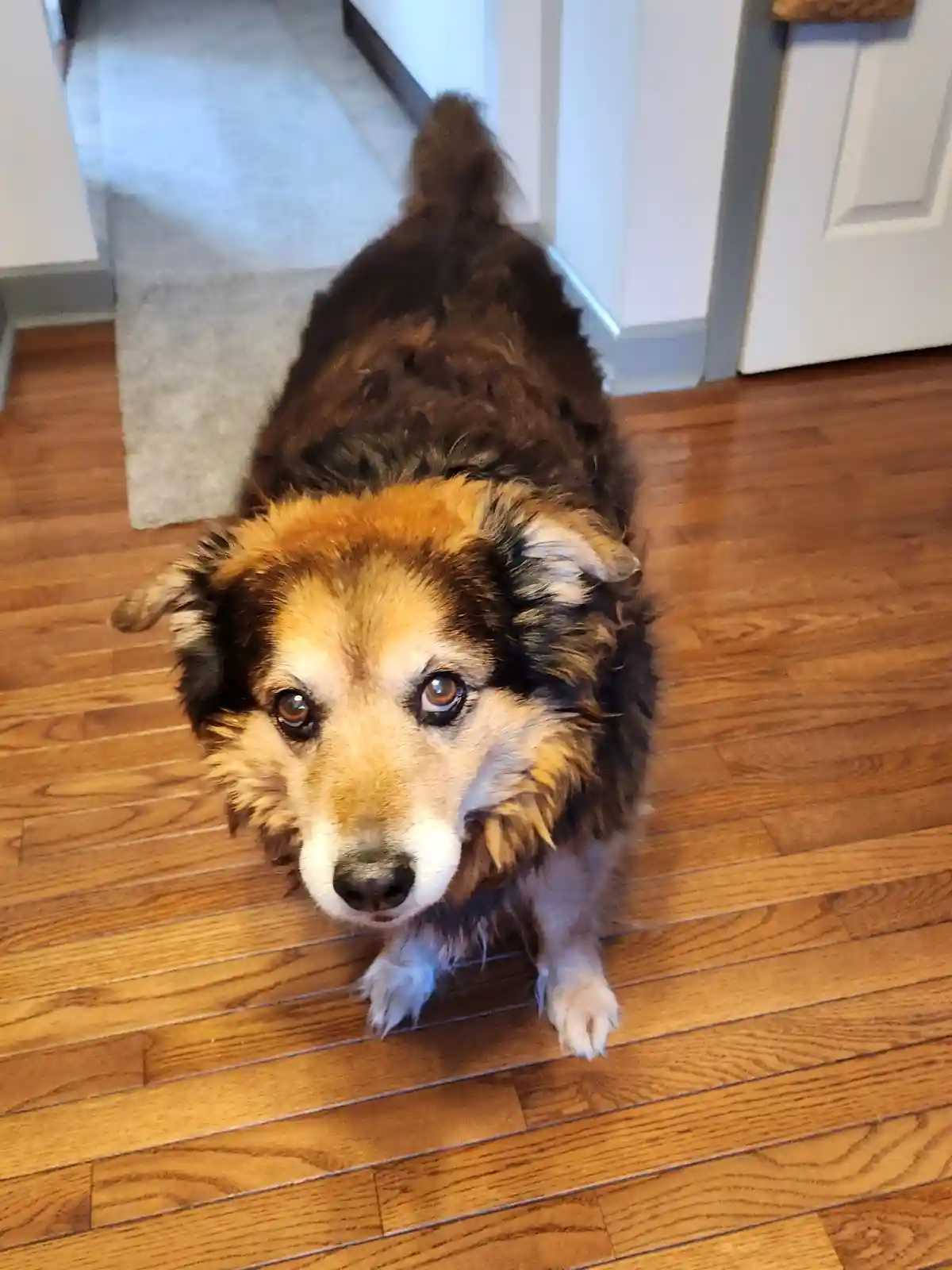 A fluffy brown and tan dog with a white muzzle and paws sits on a hardwood floor, looking up with large, pleading eyes. The…